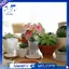 10Pack 2.5 "Chậu tưới nước nhỏ cho cây trồng trong nhà với 10 nhãn cây có mực nước và lỗ thoát nước
