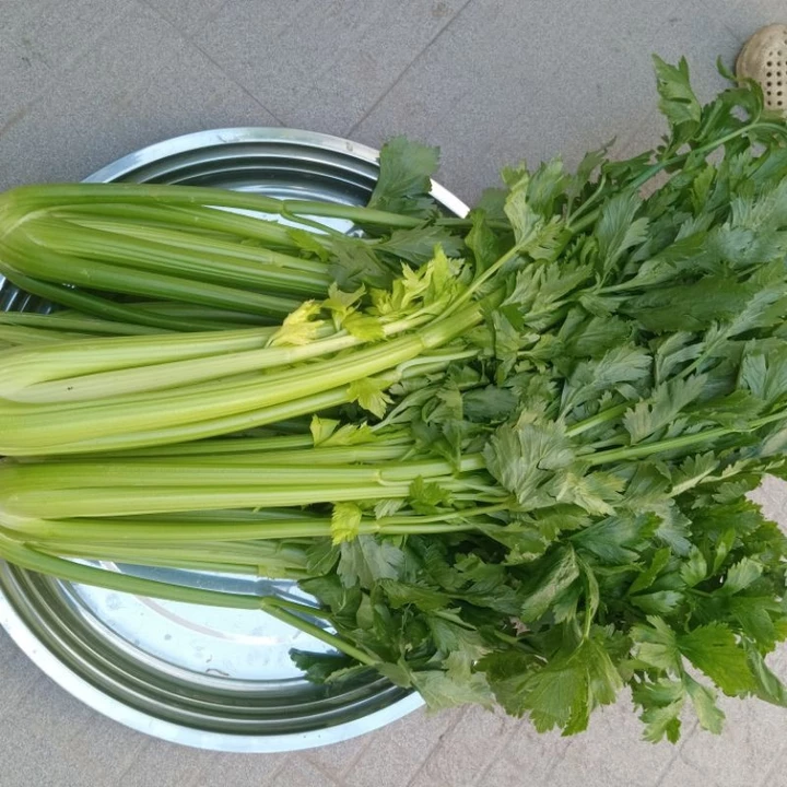 Rau Cần Tây Tươi 1kg – Cọng To Giòn Ngọt, Ép Nước Detox & Xào Bò