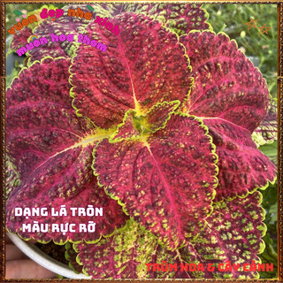 Chậu Cây Gấm LÁ ĐA TRÒN 3D Tía Tô Cảnh Sắc Màu Tươi Sáng Tuyệt Đẹp️📬 Làng Hoa Sa Đéc