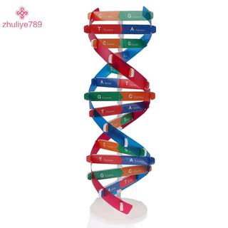 < zhuliye789 > Mô hình DNA gen người Double Helix Đồ chơi khoa học Giảng dạy Giáo dục học tập