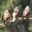 GCDHome Mini Sống Động Sp Lông Chim Nhân Tạo Có Kẹp Trang Trí Sân Vườn Cây Ngoài Trời Sân Đồ Trang Trí Màu Sắc Ngẫu Nhiên HOT
