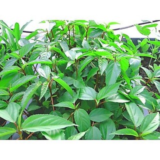 Hạt Giống Rau Đay Đỏ, dễ trồng, dễ chăm,sinh trưởng khoẻ - 20 gam
