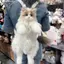 Bigapple Dễ Thương Mô Phỏng Mèo Nhà Thiết Kế Bapa Nữ Kawaii Mềm Mại Sang Trọng Hợp Thời Trang Bapa Ví Nữ Đi Học Quà Tặng Cho Bé Gái RDG