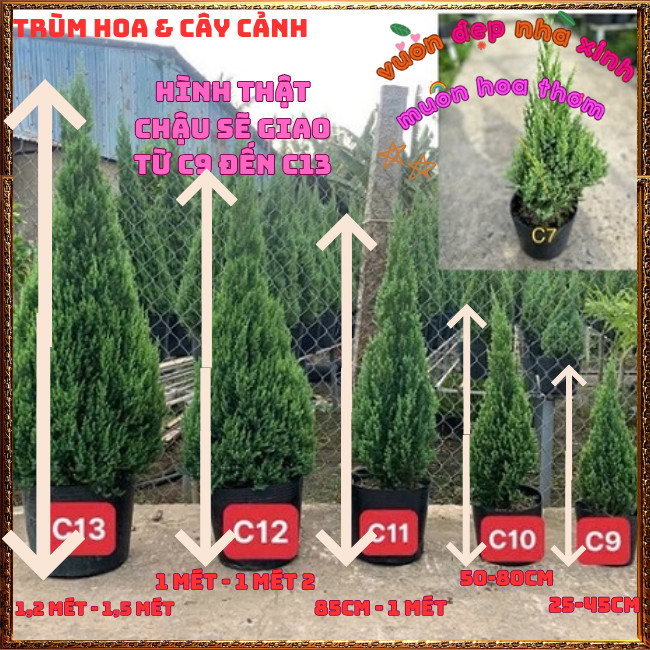 Chậu Cây Tùng Thông Trang Trí Noel Cây Phong Thủy Đại Diện Trường Thọ️📩Hoa Mười Giờ Bonsai & Phụ Kiện