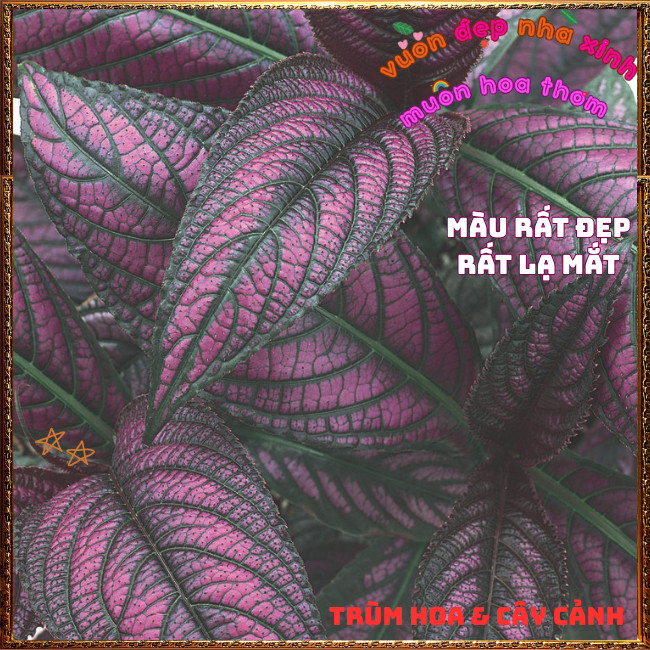 Chậu Cây Lá Gấm Tím Dạ Quang Tía Tô Cảnh Sắc Màu Lạ Mắt Siêu Xinh⌛Hoa Mười Giờ Bonsai & Phụ Kiện