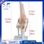 Mô hình mô phỏng khớp đầu gối Giải phẫu con người 1: 1 Kích thước cuộc sống