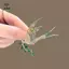 Sáng Tạo Sang Trọng Kim Cương Giả Pha Lê Magpie Chim Trâm Cài Cho Nữ Quần Áo Phụ Kiện Áo Quà Tặng [Mina]