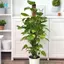 Cần Rêu Cho Monstera Trellis Cây Trong Nhà 113 cm Trellis Monstera Cây Cổ Phần Cây Ivy Giá Đỡ, Để Trồng Vườn