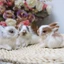 Thỏ Nhồi Bông Mini Dễ Thương Trang Trí Phòng Ngủ