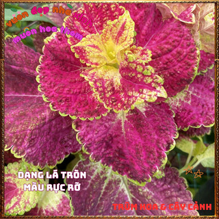 Chậu Cây Gấm LÁ ĐA TRÒN 3D Tía Tô Cảnh Sắc Màu Tươi Sáng Tuyệt Đẹp️📬 Làng Hoa Sa Đéc