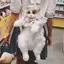 Bigapple Dễ Thương Mô Phỏng Mèo Nhà Thiết Kế Bapa Nữ Kawaii Mềm Mại Sang Trọng Hợp Thời Trang Bapa Ví Nữ Đi Học Quà Tặng Cho Bé Gái RDG