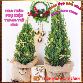 Chậu Cây Tùng Thông Trang Trí Noel Cây Phong Thủy Đại Diện Trường Thọ️📬Làng Hoa Sa Đéc