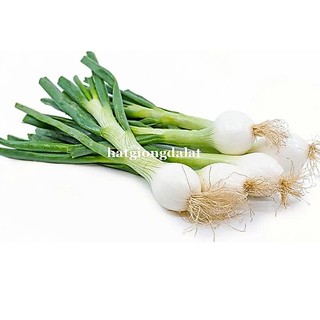 0.5 Gram - Hạt Giống Tỏi Tây(Boa Rô) Phương Nam
