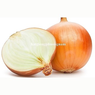 0,5 Gr - Hạt Giống Hành Tây Vàng Phương Nam