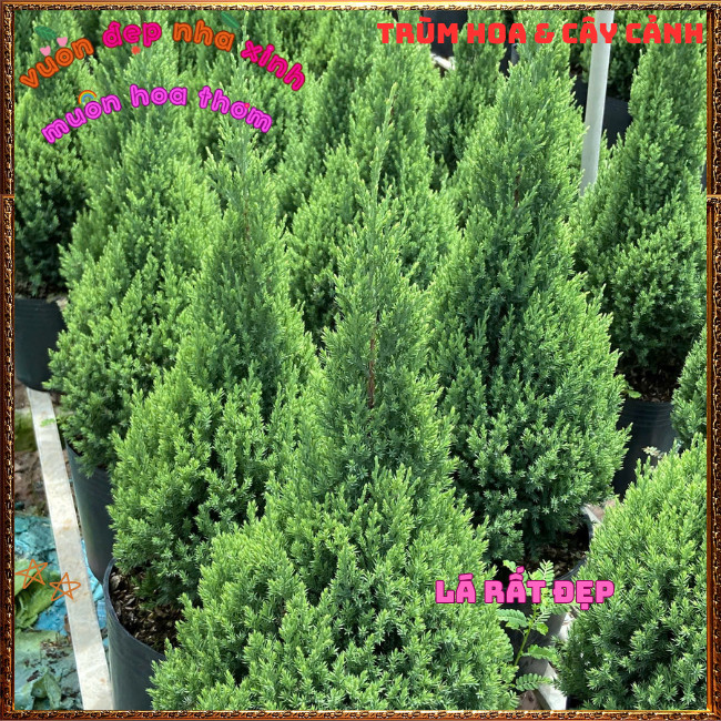 Chậu Cây Tùng Thông Trang Trí Noel Cây Phong Thủy Đại Diện Trường Thọ️📩Hoa Mười Giờ Bonsai & Phụ Kiện