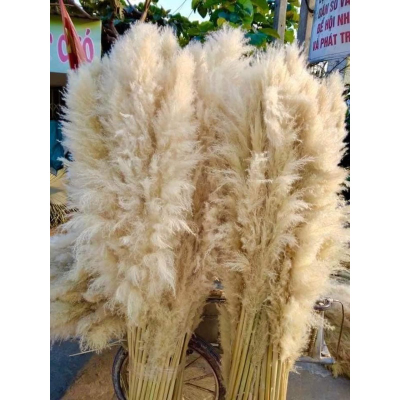 Bông lau , cành cỏ lau khô, hoa cỏ lau khô trang trí decor nhà, trang trí shop,spa,trang trí tiệc cưới sự kiện
