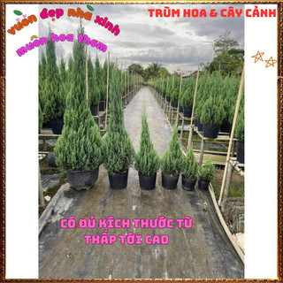 Chậu Cây Tùng Thông Trang Trí Noel Cây Phong Thủy Đại Diện Trường Thọ️📬Làng Hoa Sa Đéc
