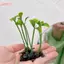 HFSHY 10 Cái Ngộ nghĩnh Cỏ Kẹp Tóc Mầm Đậu Ăng Ten Kẹp Tóc Cho Nữ Cô Gái Dễ Thương Cây Tóc Barrette Phụ Kiện Tóc VN