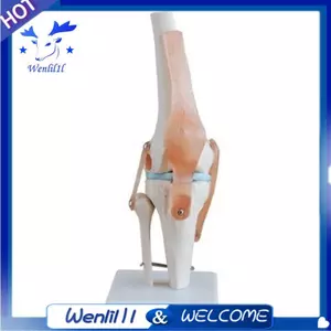 Mô hình mô phỏng khớp đầu gối Giải phẫu con người 1: 1 Kích thước cuộc sống