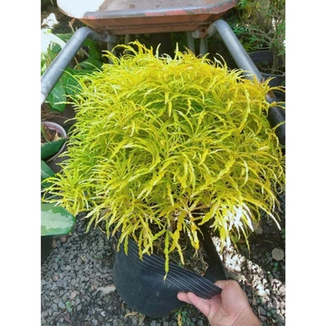 [hỏa tốc] Cây Đinh Lăng Lá Vàng 40-50cm (Hàng Đẹp Ảnh Thật)