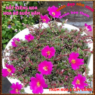 Hoa Mười Giờ Ấn Độ Xinh Xắn Siêu Dễ Trồng Nở Mỗi Ngày 🕰VƯỜN HOA CỔ TÍCH