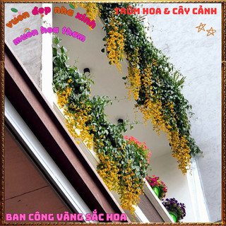 Chậu Hoa Chuỗi Ngọc Vàng Lan Hoàng Dương Rực Rỡ Quanh Năm Siêu Đẹp Dễ Trồng[⏳{{storồng