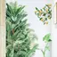 XUAN Lá Xanh Tường Stiers Cho Gia Đình Phòng Khách Trang Trí Vinyl Decal Dán Tường Thực Vật Nhiệt Đới DIY Kid Cửa Bức Tranh Tường Giấy Dán Tường VN
