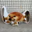 My Knife Shield Puppy Sound Funny Cute Internet Celebrity Knife Shield Dog Gối Mặt dây chuyền