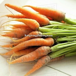 0.5 Gram - Hạt Giống Cà Rốt Tí Hon Phương Nam