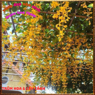 Chậu Dây Leo Lan Hoàng Dương Sắc Vàng Óng Chuỗi Ngọc Vàng Nở Quanh Năm️📬Hoa Giống Mới Siêu Đẹp, Dễ Trồng