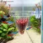 {AKIN} Cốc đựng thực vật thủy sinh Acrylic trong suốt để nuôi tôm sống {a}