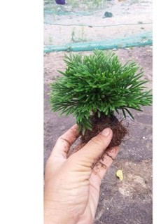 10 cây dương xỉ đá (trường sinh thảo) trang trí tiểu cảnh, hòn non bộ,,setup terarium...vv