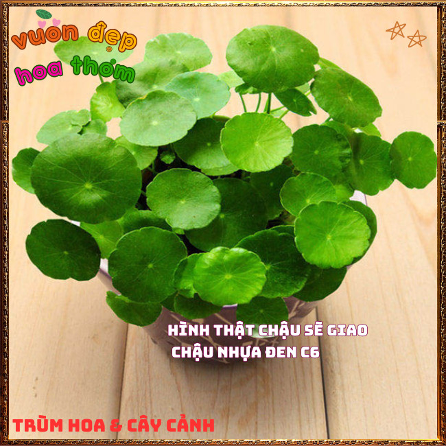 Chậu Cỏ Đồng Tiền Rau Má Kiểng Siêu Dễ Trồng Xinh Xắn Mang May Mắn️📩 Hoa Mười Giờ Bonsai & Phụ Kiện