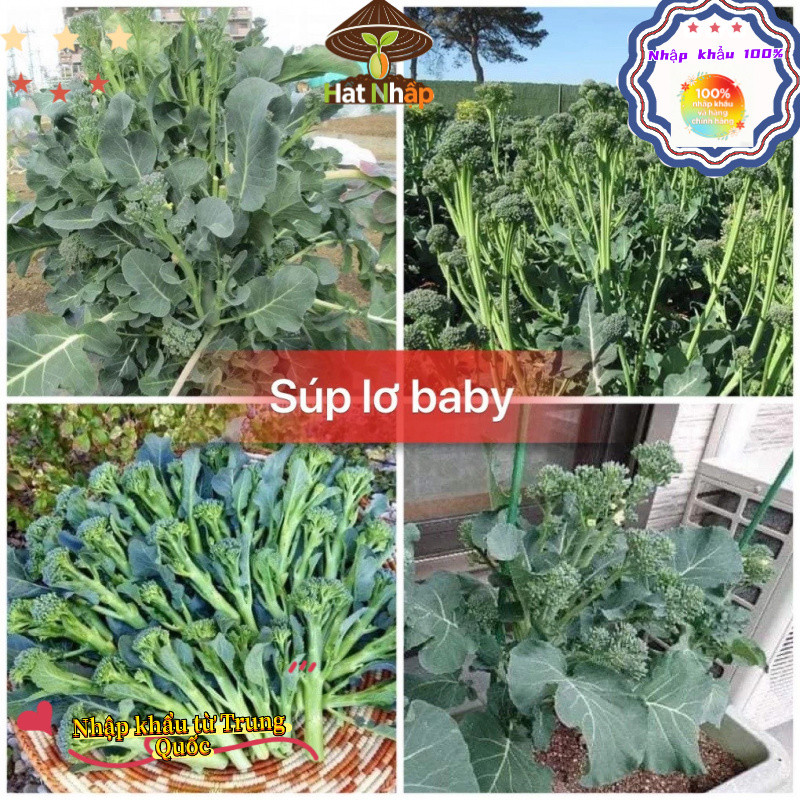 (Bao bì gốc 300 viên nang)Hạt giống súp lơ baby chịu nhiệt (giòn ngọt, giàu dinh dưỡng, năng suất cao)-k011