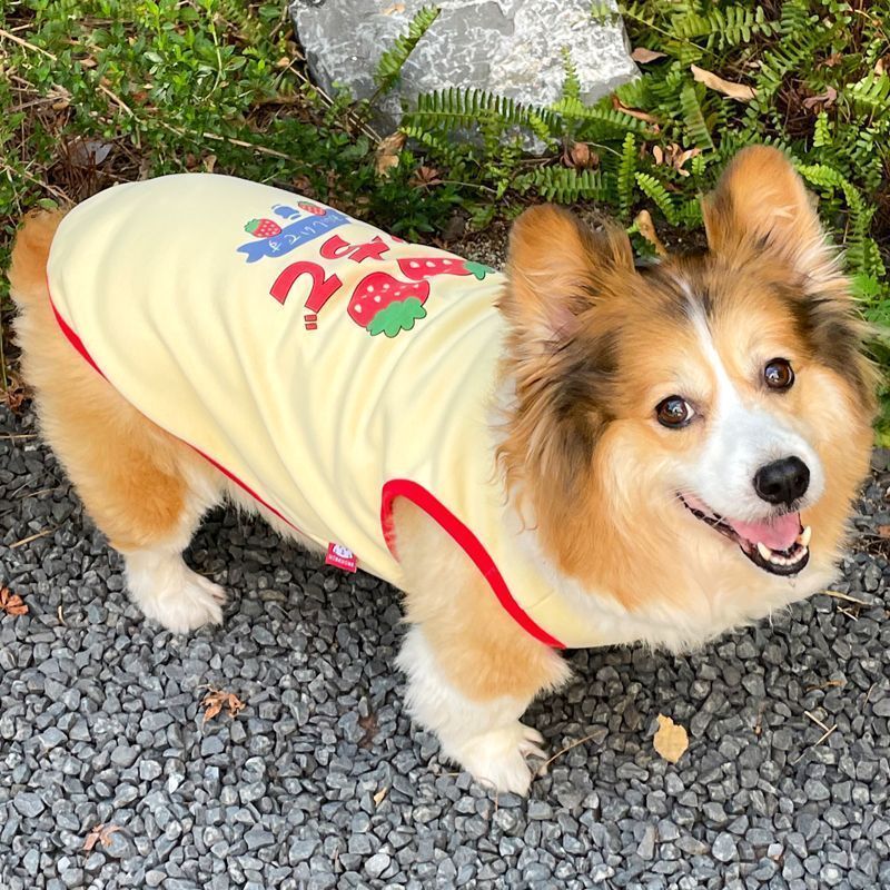 2025 Ngoài Trời Thú Cưng Vest Ấm Corgi Teddy Bichon Nhỏ Vừa Chó Dễ Thương Quần Áo Cho Chó Khuyến Nghị
