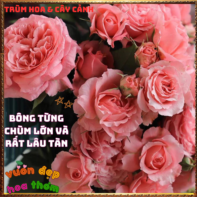Chậu Hoa Hồng Corail Gelee Nở Bền Thơm Đậm Bông To Từng Chùm Mĩ Mãn️📩 Hoa Mười Giờ Bonsai & Phụ Kiện