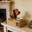 Cc Fun Dog Steal Coin Piggy Banks có nắp truy cập dễ dàng Robot sắp xếp tiền để trang trí nhà cửa và công cụ tiết kiệm