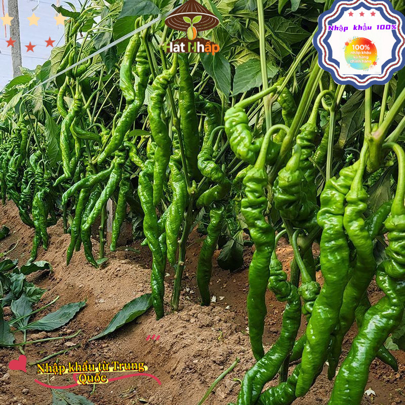 Hạt Giống Ớt_ Xanh_ Hàn Quốc(250 hạt) -Ngọt, Cay Nhẹ, chịu nhiệt và năng suất cao - k053