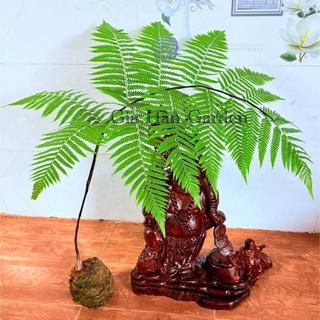Củ Dương Xỉ Culi chuẩn lông vàng - Loại Củ Đặc Biệt Siêu Hot Dễ Trồng Trong Nhà ( lông cầm m-áu rất tốt)