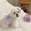 Quần áo dễ thương cho mèo Chó Váy sọc tay bay nhỏ dễ thương Chó nhỏ Teddy Vàng Gradient Quần áo mèo Muppet