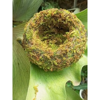 - .. Quả cầu rêu Kokedama(ảnh thật tự chụp) làm chậu trồng cây, chậu bay, chậu treo .