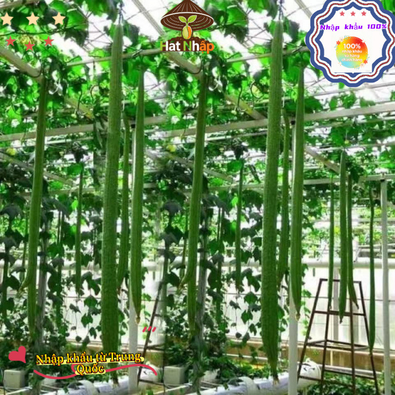 Hạt giống mướp hương siêu dài Bao bì gốc5 gram hạtxơ mướp-k012