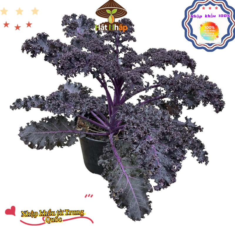 Deal 100 Hạt - Hạt Giống Kale Tím Scarlet - biến đổi gen-k022