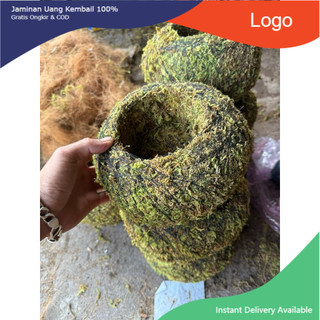 - quả cầu rêu kokedama trồng thay chậu (hàng thủ công)