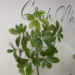 Cây Giả Ngũ Gia Bì Nhập Khẩu Lá Nhựa In 5D Không Chậu – Decor Phòng Khách Văn Phòng Khách Sạn Nhà Hàng – Cảnh Nhi Flower — ảnh 7