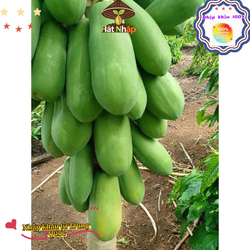 Imported red-fleshed papaya from China,Hạt Giống Đu Đủ Ruột Đỏ Sinh Trưởng KhoẻOriginal packaging 50 caps-k019