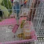 Top 2 Chiếc Tự Động Tưới Nước Cho Vẹt Budgies Cockatiels Nhựa An Toàn Máy Đựng Nước Ăn Bảo Trì Dễ Dàng