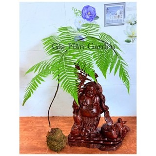 - củ dương xỉ culi chuẩn lông vàng , lông cầm má.u rất hiệu quả, trồng trực tiếp trong nhà