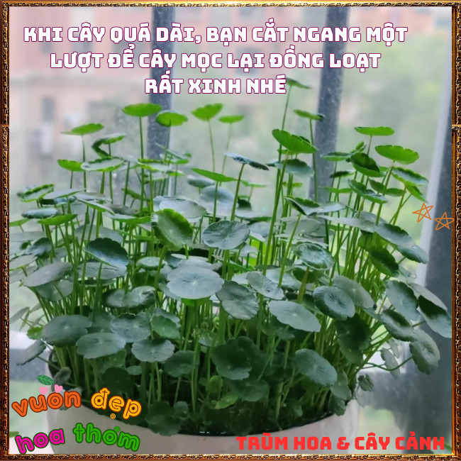 Chậu Cỏ Đồng Tiền Rau Má Kiểng Siêu Dễ Trồng Xinh Xắn Mang May Mắn️📩 Hoa Mười Giờ Bonsai & Phụ Kiện