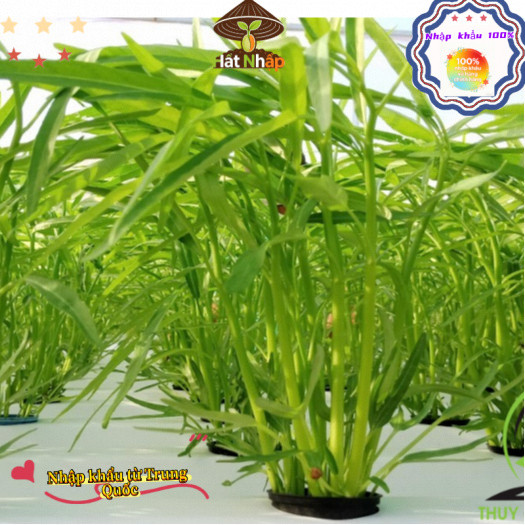 nhập khẩu-Hạt giống Rau muống lá tre hàng công ty,Khoảng 200 viên trong bao bì gốc, k030